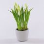 Artificial flower Grape hyacinth NARMADA in a cement pot, white, 8"/20cm