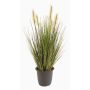 Fake foxtail grass CHAYENNE, panicles, in pot, green-brown, 18"/45cm