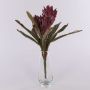 Velvet guzmania WALFRIEDE on spike, burgundy red, 20"/50cm