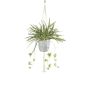 Decorative Spider plant Makramee Hanging planter SIMBO in a cache-pot green-white, 35"/90cm