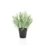 False rosemary WHOOPI in decorative pot, green, 10"/25cm