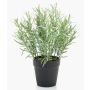 False rosemary WHOOPI in decorative pot, green, 10"/25cm