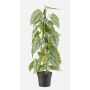 Artificial flamingo flower BRINOL, decorative pot, aerial roots, green, 31"/80cm