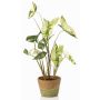 Syngonium YOMREL artificial plant in a terracotta pot, green-white, 24"/60cm