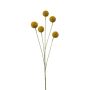 False Craspedia globosa AMELDA, yellow, 28"/70cm