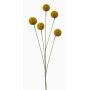 False Craspedia globosa AMELDA, yellow, 28"/70cm