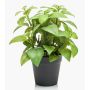 False basil WHOOPI in decorative pot, green, 9"/23cm