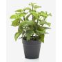 False mint WHOOPI in decorative pot, green, 9"/23cm