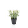 False thyme WHOOPI in decorative pot, green, 9"/22cm