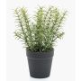 False thyme WHOOPI in decorative pot, green, 9"/22cm
