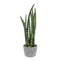 Decorative succulent Sanseveria cylindrica FRINKAN in cement pot, green-yellow, 18"/45cm