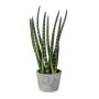 Decorative succulent Sanseveria cylindrica FRINKAN in cement pot, bushy, green-yellow, 18"/45cm