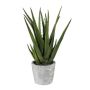 Decorative succulent Aloe Vera BRIZE in cement pot, green, 16"/40cm