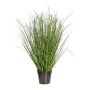 Decorative grass Zebra grass ZIRCO, green-yellow, 31"/80cm