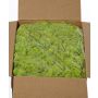 Genuine Icelandic moss SVEINBJÖRN, light green, 5kg