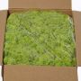 Genuine Icelandic moss SVEINBJÖRN, light green, 5kg