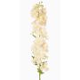 Decorative delphinium XERINA, cream-pink, 125cm