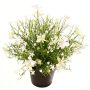 Decorative Impatiens GISINDA in decorative pot, white-green, 10"/25cm