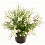 Decorative Impatiens GISINDA in decorative pot, white-green, 10"/25cm