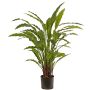 Decorative plant Calathea Rufibarba LEINANI, green, 31"/80cm