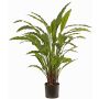 Decorative plant Calathea Rufibarba LEINANI, green, 31"/80cm