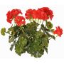 Artificial geranium MALINA on a stake, crossdoor, red, 16"/40cm