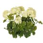 Artificial geranium MALINA on a stem, crossdoor, cream, 40 cm