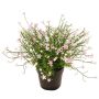 Impatiens decorative flower GISINDA in decorative pot, pink, 10"/25cm