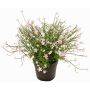 Impatiens decorative flower GISINDA in decorative pot, pink, 10"/25cm