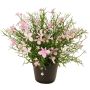 Impatiens decorative flower GISINDA in decorative pot, pink-cream, 10"/25cm