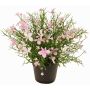Impatiens decorative flower GISINDA in decorative pot, pink-cream, 10"/25cm