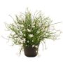 Impatiens decorative flower GISINDA in decorative pot, white, 10"/25cm