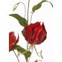 Velvet Gloriosa branch DINFAS, dark red-gold, 31"/80cm