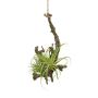 Decorative arrangement of tillandsia stricta SNARFY on a branch, hanging, green, 6"x6"/15x16cm