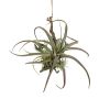 Decorative arrangement of tillandsia stricta SNARFY on a branch, hanging, green, 8"x11"/21x27cm