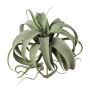 Artificial succulent Tillandsia xerographica TRUMSY, spike, green, 11"/28cm, Ø10"/25cm