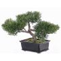 Plastic Bonsai Cedar ALESSA, aerial roots, decorative planter, 9"/23cm