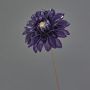 False dahlia LEOLANI, glamour-dark purple-electrum, 24"/60cm