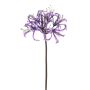 False garden amaryllis LEIALOHA, glamour-purple-electrum, 30"/75cm