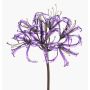 False garden amaryllis LEIALOHA, glamour-purple-electrum, 30"/75cm