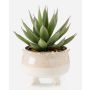 Artificial succulent: dragon Tree Agave NORSHU in decorative pot, green-red, 8"/20cm