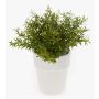 Fake rosemary JOSHUA, in a ceramic pot, green, 9"/23cm, Ø7"/17cm