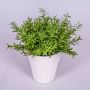 Fake rosemary JOSHUA, in a ceramic pot, green, 9"/23cm, Ø7"/17cm