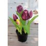 Artificial tulip CAITLYN in decorative pot, purple-green, 10"/25cm, Ø0.8"-2.4"/2-6cm