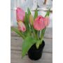 Artificial tulip CAITLYN in decorative pot, light pink-green, 10"/25cm, Ø0.8"-2.4"/2-6cm