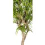 Artificial Dracaena Reflexa Jamaica KOLOMBINE, real stem, green-yellow, crossdoor, 6ft/175cm - Made in Italy