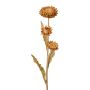 Decorative flower Cape strawflower BERLENA, cognac, 24"/60cm