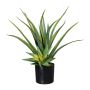 Decorative succulent Aloe Vera MURFT with offshoots, green, 20"/50cm