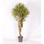 Decorative Dracaena Reflexa Jamaica KASANDRA, natural stems, green-yellow, 6ft/175cm - Made in Italy