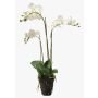 Silk phalaenopsis PABLA soil ball, white, 28"/70cm, Ø3.1"-4"/8-10cm